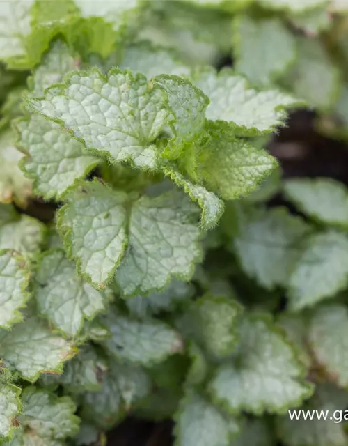 Lamium maculatum 'Pink Pewter'