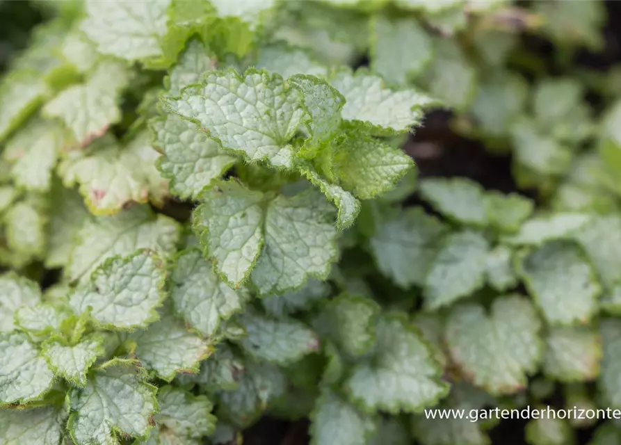 Lamium maculatum 'Pink Pewter'