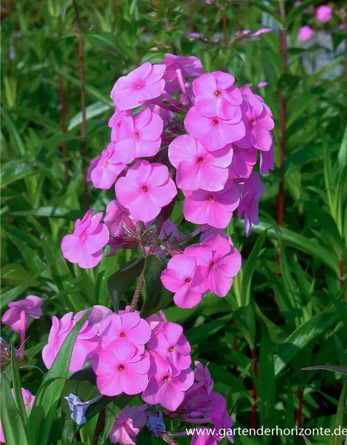 Phlox maculata 'Magnificense'