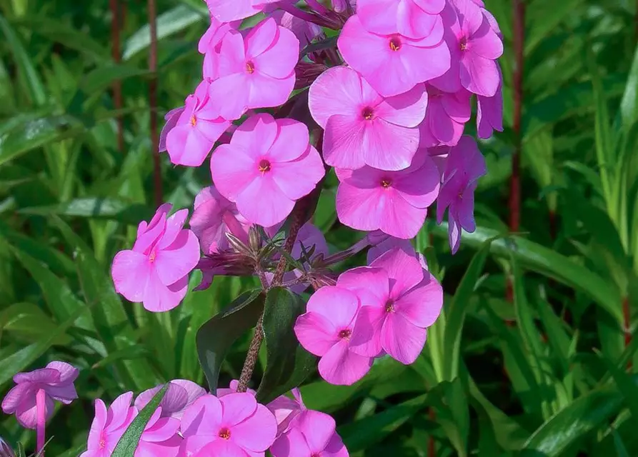 Phlox maculata 'Magnificense'