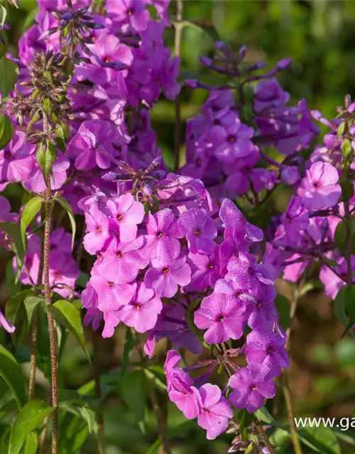 Phlox maculata 'Magnificense'