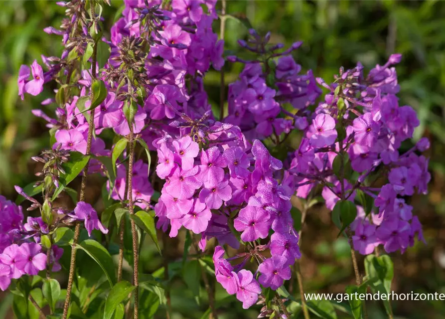 Phlox maculata 'Magnificense'