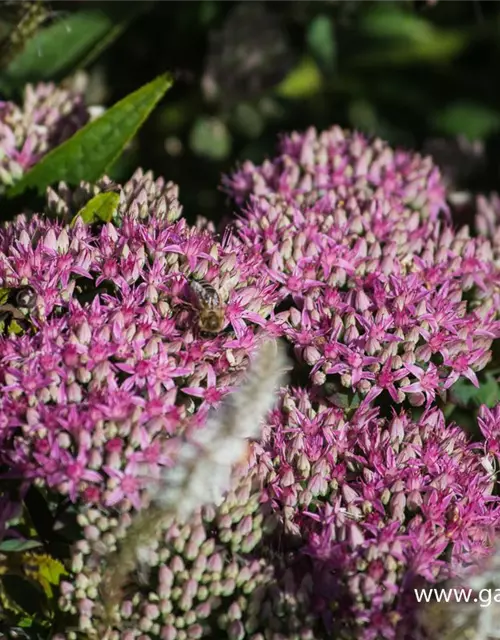 Prächtiges Garten-Fettblatt