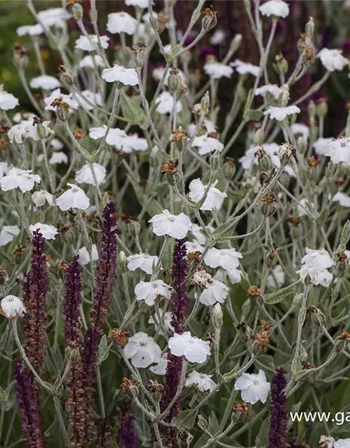 Lychnis coronaria 'Alba'