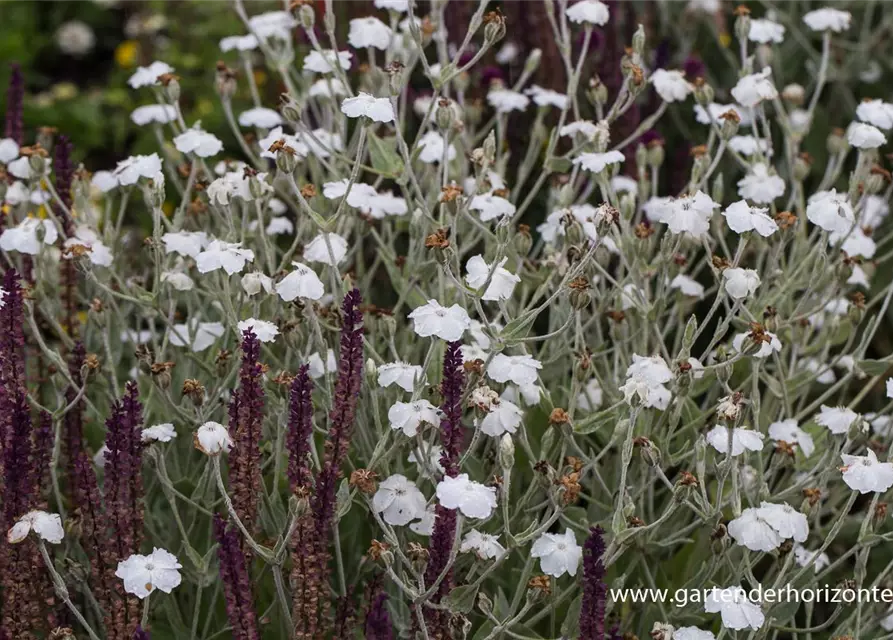 Lychnis coronaria 'Alba'