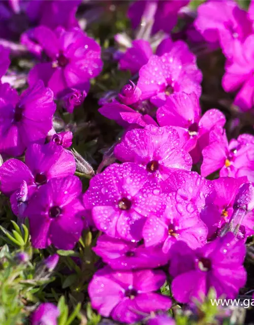 Phlox douglasii 'Red Admiral'