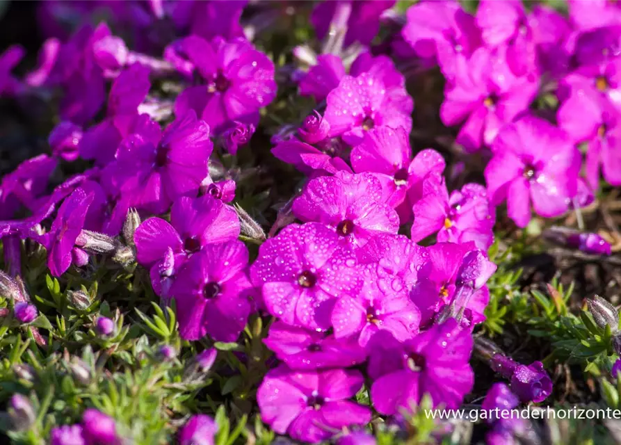 Phlox douglasii 'Red Admiral'