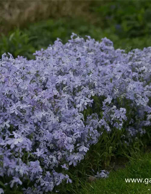 Phlox divaricata 'Clouds of Perfume'