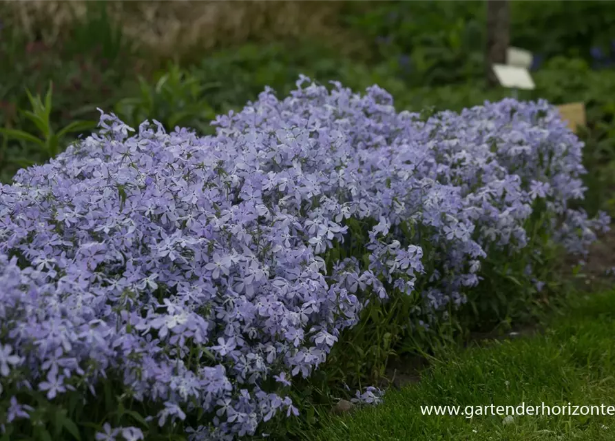 Phlox divaricata 'Clouds of Perfume'