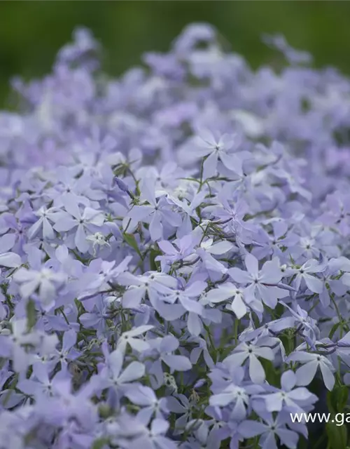 Phlox divaricata 'Clouds of Perfume'