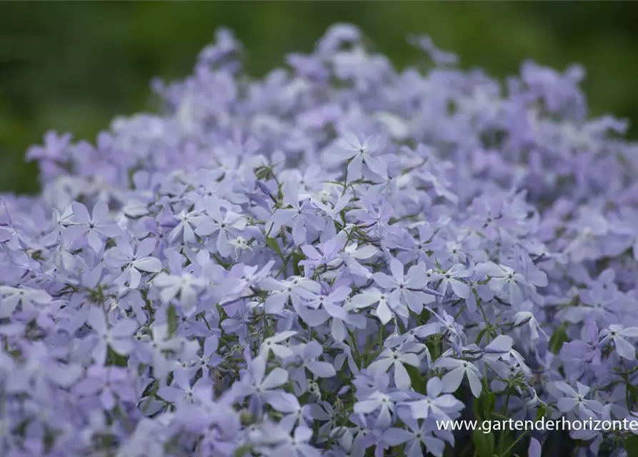 Phlox divaricata 'Clouds of Perfume'