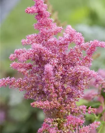 Astilbe 'Younique Cerise' -R-