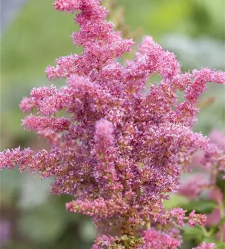 Astilbe 'Younique Cerise' -R-