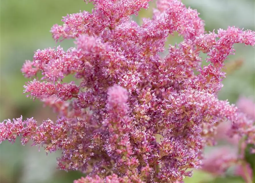 Astilbe 'Younique Cerise' -R-