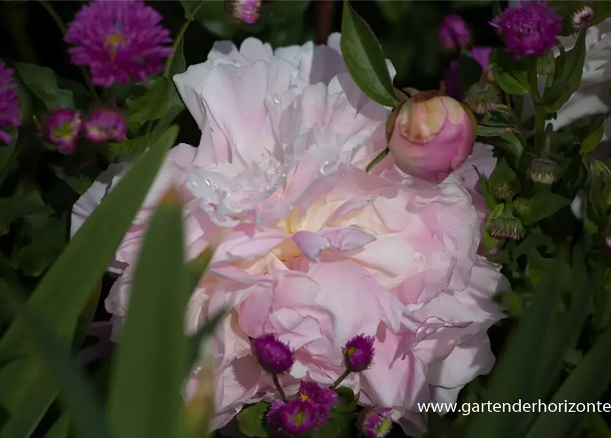 Paeonia lactiflora 'Catharina Fontijn'