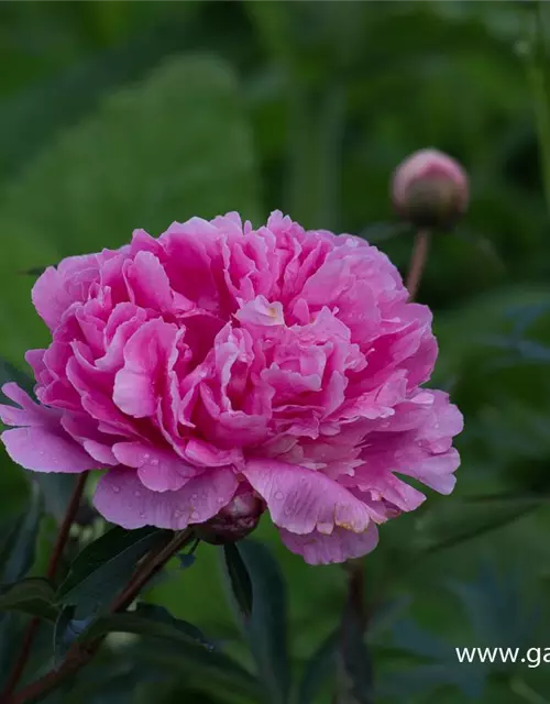 Paeonia lactiflora 'Amabilis'