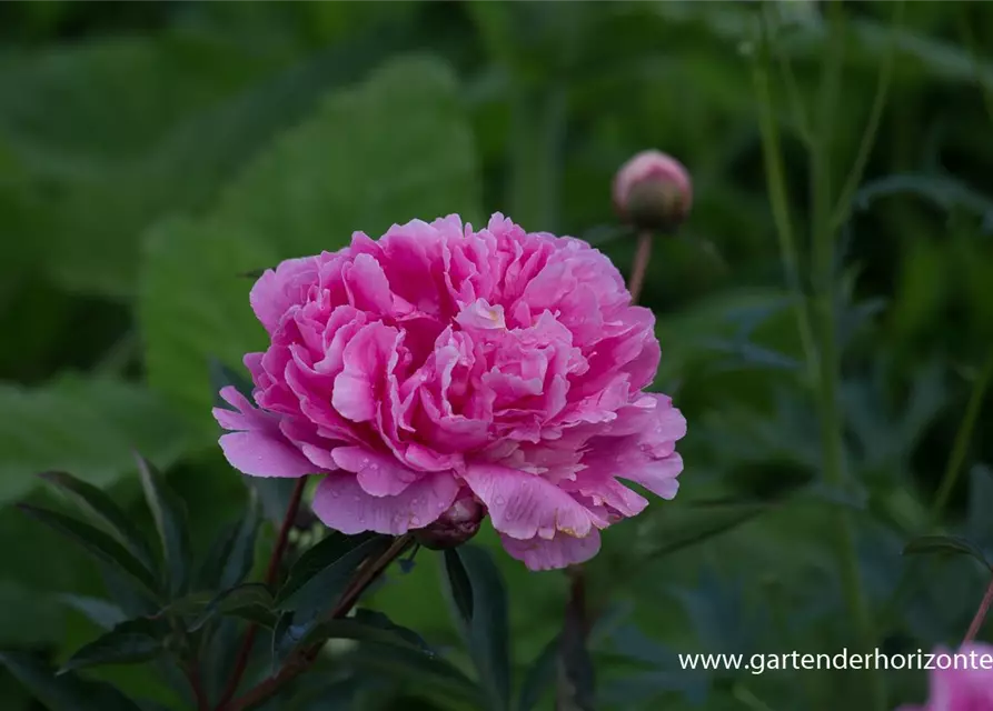 Paeonia lactiflora 'Amabilis'