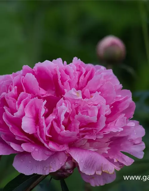 Paeonia lactiflora 'Amabilis'