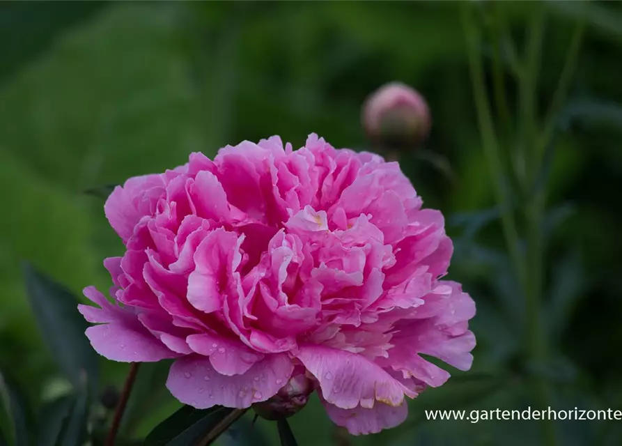 Paeonia lactiflora 'Amabilis'