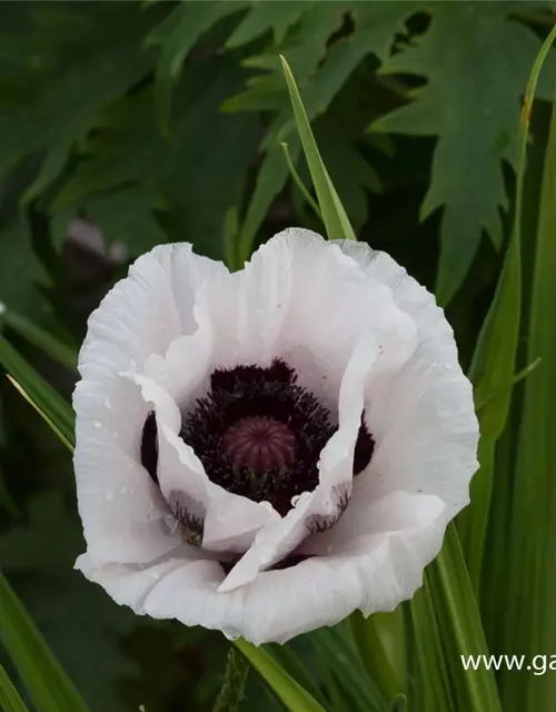 Orientalischer Mohn