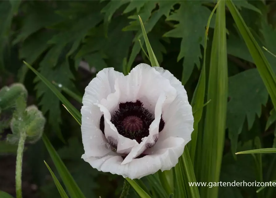 Orientalischer Mohn