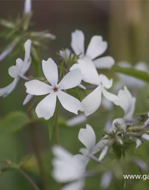 Phlox divaricata 'May Breeze'