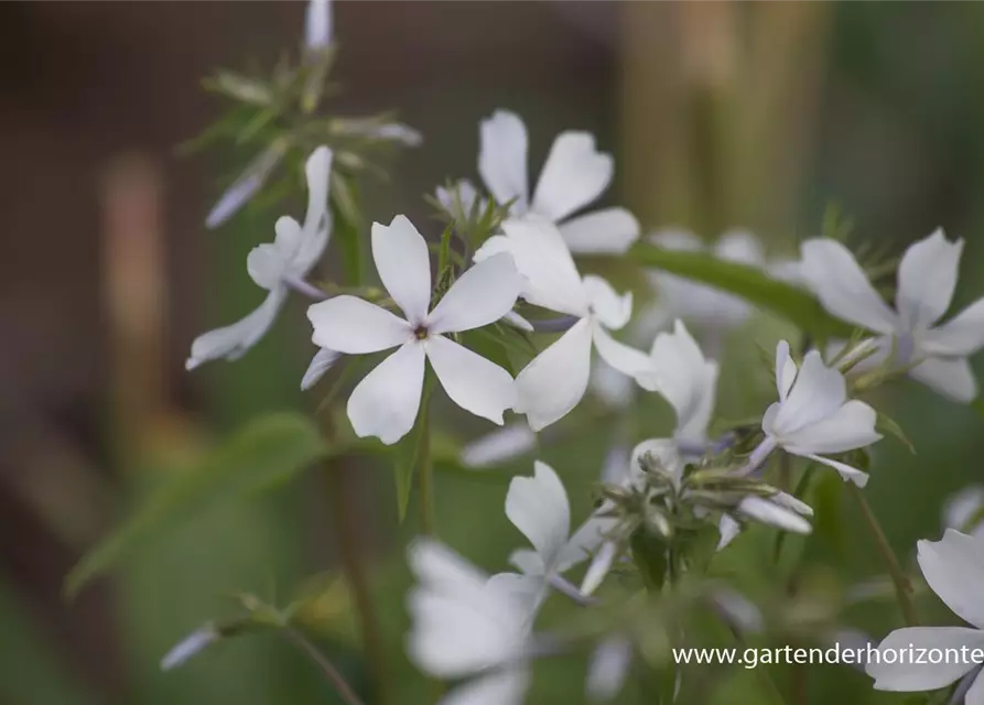 Phlox divaricata 'May Breeze'