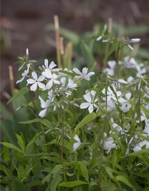 Phlox divaricata 'May Breeze'