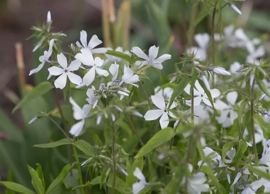 Phlox divaricata 'May Breeze'