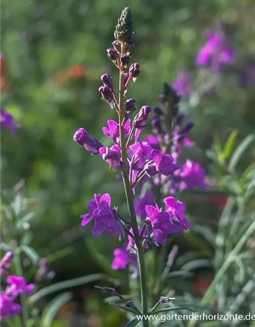 Purpurblütiges Leinkraut