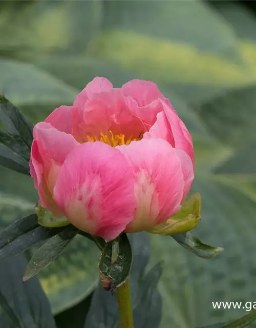 Pfingstrose 'Pink Hawaiian Coral'