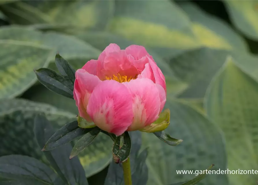 Pfingstrose 'Pink Hawaiian Coral'