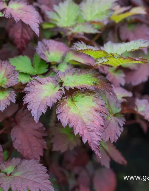 Garten-Prachtspiere 'Colour Flash'