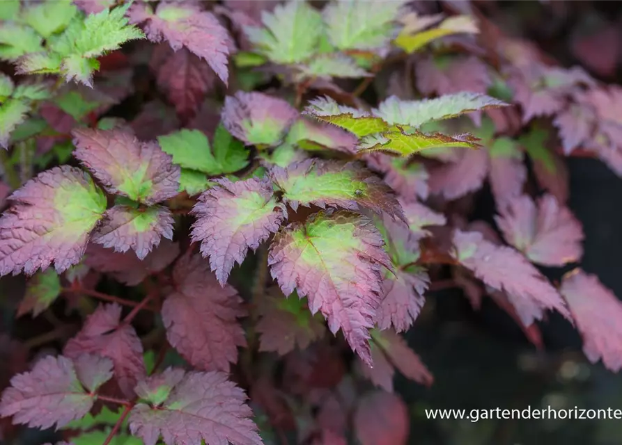 Garten-Prachtspiere 'Colour Flash'