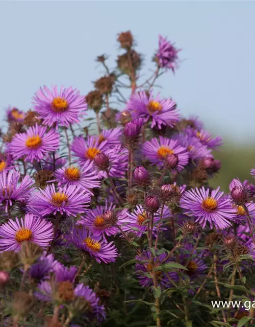 Raublatt-Aster