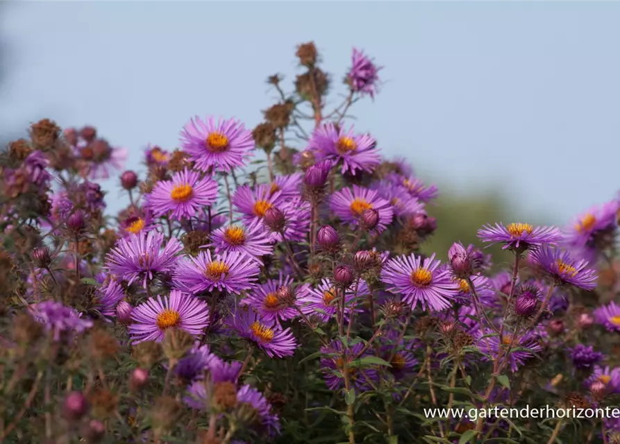 Raublatt-Aster