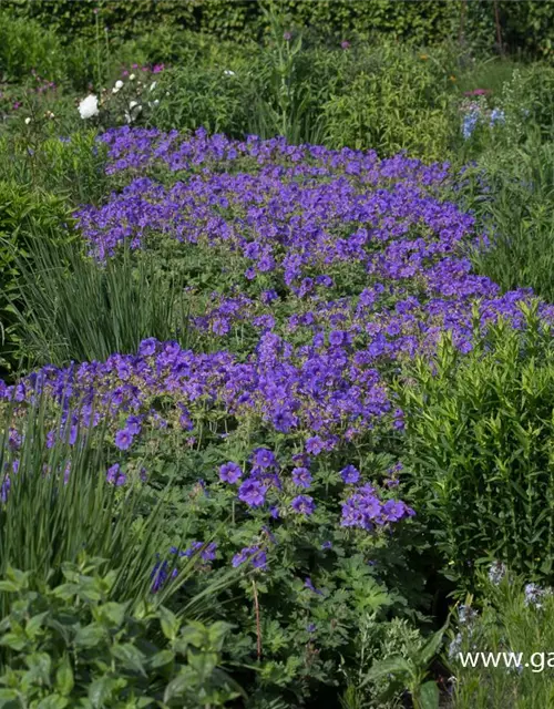 Prächtiger Garten-Storchschnabel 'Rosemoor'