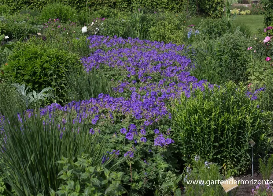 Prächtiger Garten-Storchschnabel 'Rosemoor'