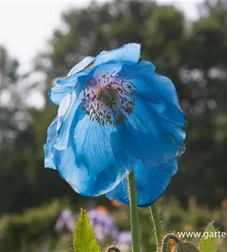 Scheinmohn 'Lingholm'