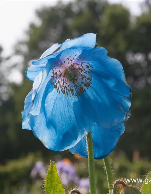 Scheinmohn 'Lingholm'