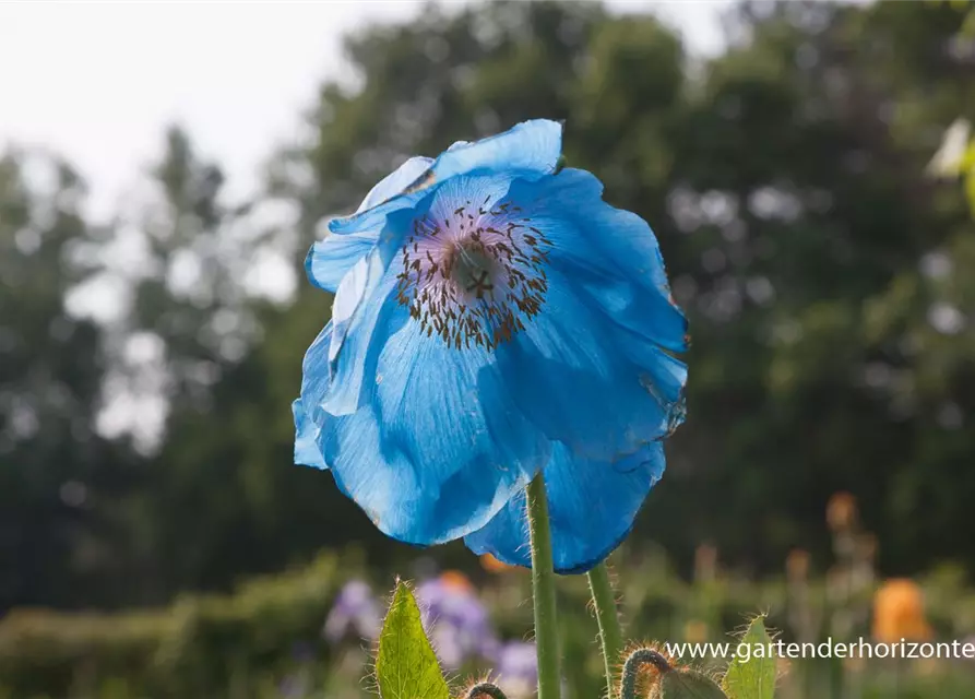 Scheinmohn 'Lingholm'