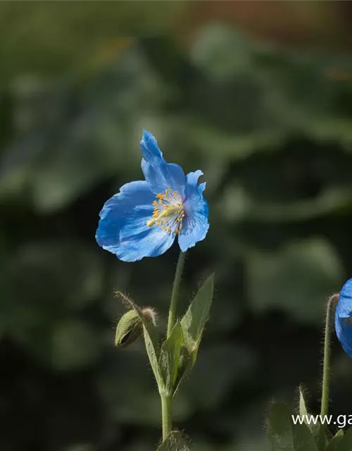 Scheinmohn 'Lingholm'