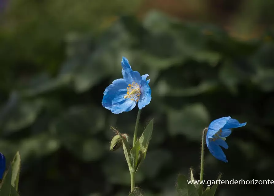 Scheinmohn 'Lingholm'