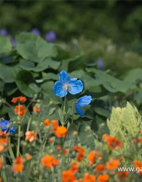 Scheinmohn 'Lingholm'