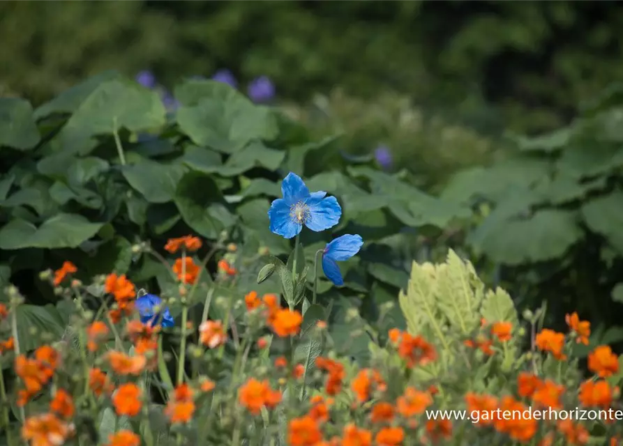 Scheinmohn 'Lingholm'