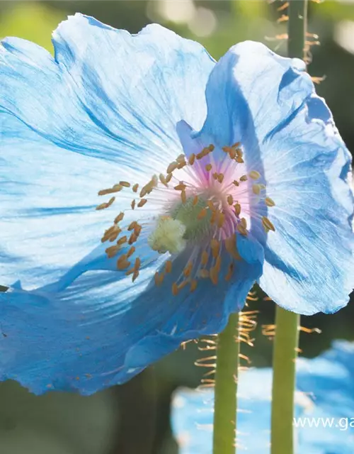 Scheinmohn 'Lingholm'