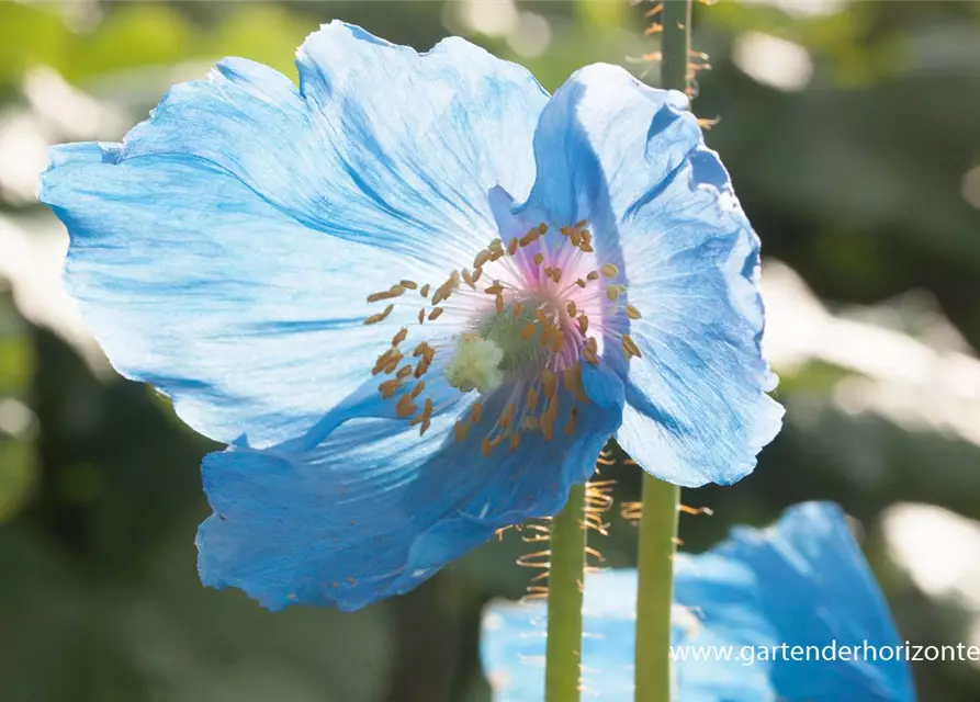 Scheinmohn 'Lingholm'