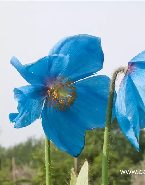 Scheinmohn 'Lingholm'