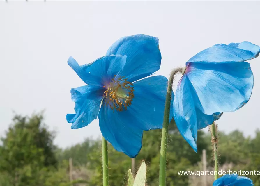 Scheinmohn 'Lingholm'