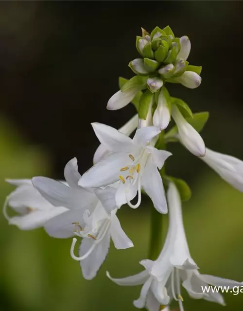 Duftende Garten-Lilien-Funkie 'Royal Standard'